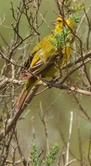 Crithagra sulphurata