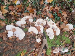 Tyromyces chioneus