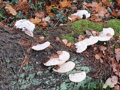 Tyromyces chioneus