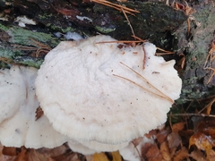 Tyromyces chioneus