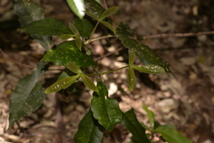 Melicope micrococca