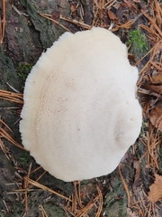 Tyromyces chioneus