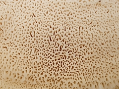 Tyromyces chioneus