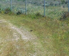 Euplectes capensis capensis