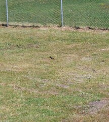 Euplectes capensis capensis