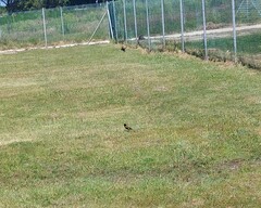 Euplectes capensis capensis