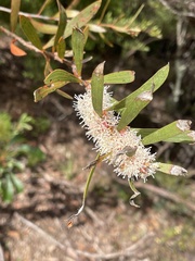 Hakea
