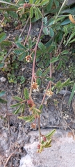 Desmanthus acuminatus