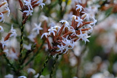 Lysinema