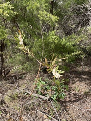 Hakea