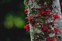 Euphorbia cotinifolia