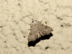 Redectis pygmaea