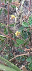 Desmanthus acuminatus