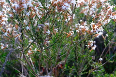 Lysinema