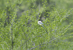 Cyanopica cyanus