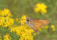 Hesperia meskei straton