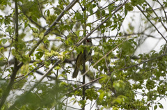 Acrocephalus orientalis