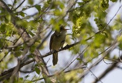 Acrocephalus orientalis