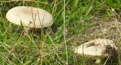 Saproamanita codinae