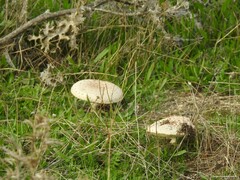 Saproamanita codinae