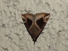 Hypena manalis