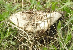 Saproamanita codinae