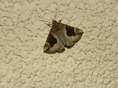 Hypena manalis