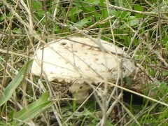 Saproamanita codinae