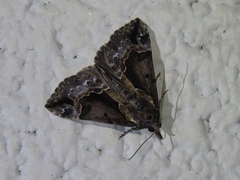 Hypena baltimoralis