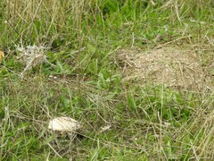 Saproamanita codinae