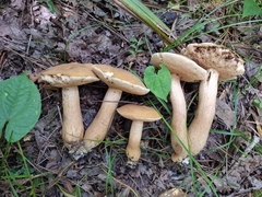 Tylopilus tabacinus