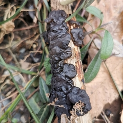 Exidia