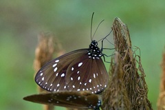 Euploea asyllus