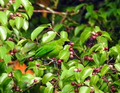 Chloropsis sonnerati