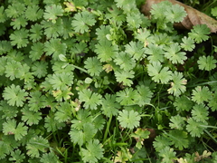 Geranium pusillum