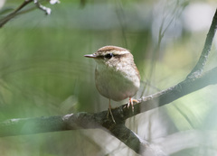 Urosphena squameiceps