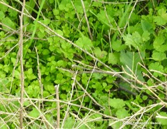Stellaria media