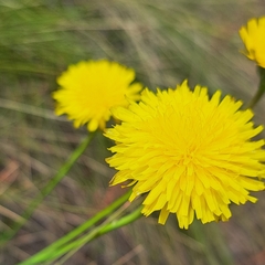 Hypochaeris radicata