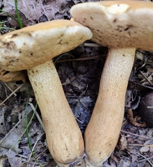 Tylopilus tabacinus