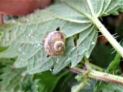 Hygromia cinctella