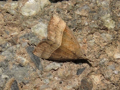 Hypena eductalis