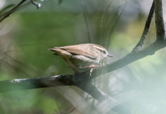 Urosphena squameiceps