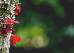 Euphorbia cotinifolia