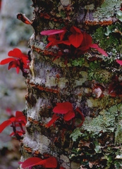 Euphorbia cotinifolia