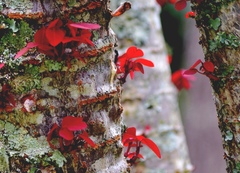 Euphorbia cotinifolia