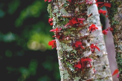 Euphorbia cotinifolia