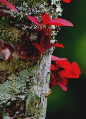 Euphorbia cotinifolia