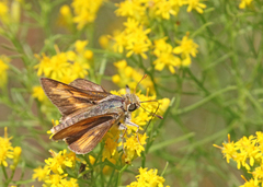 Hesperia meskei straton