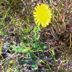 Hypochaeris radicata