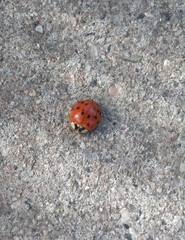 Harmonia axyridis